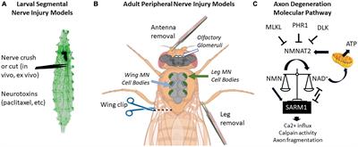 A nerve-wracking buzz: lessons from Drosophila models of peripheral neuropathy and axon degeneration